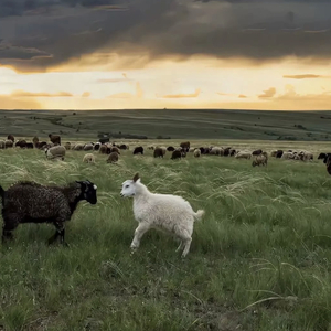 初中少女巨乳凸起图片
